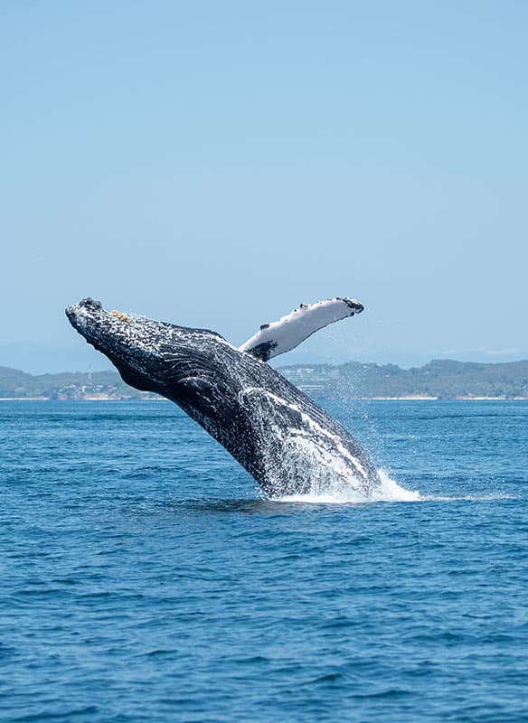 Whales & Wonders of Iceland